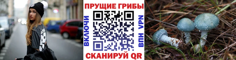 Купить закладки  Владивосток  Псилоцибиновые грибы GOLDEN TEACHER